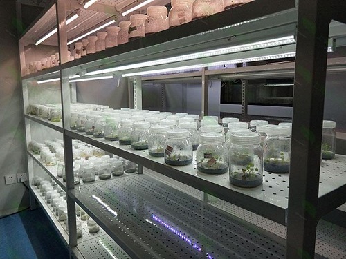 皇桐镇植物组织培养实验室设计建设方案